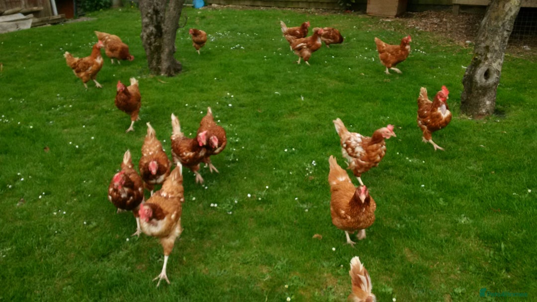 Hens poultry for sale: Laying Hens Warrens - Image 7