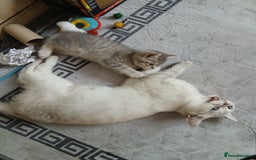 British Shorthair cats for sale: British shorthair - Image 8
