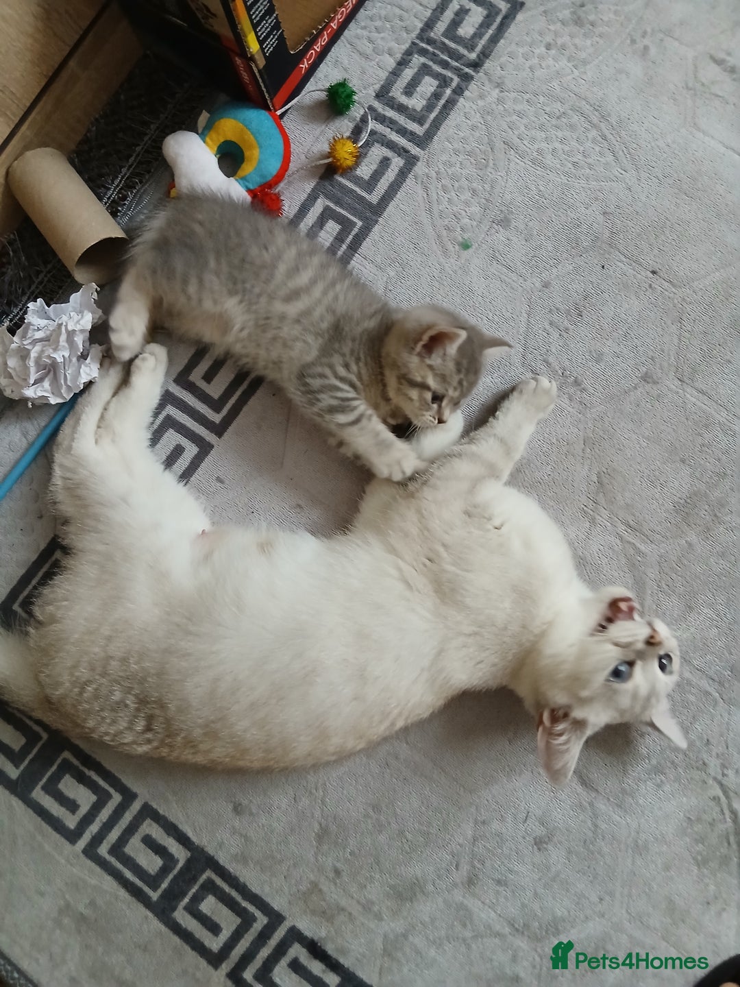 British Shorthair cats for sale: British shorthair - Image 8