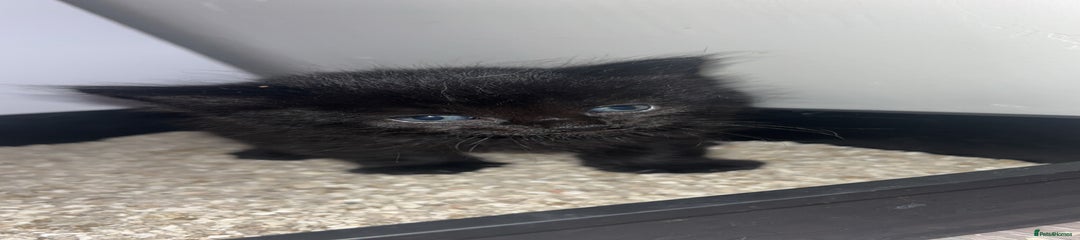 Domestic Shorthair Kitten 2