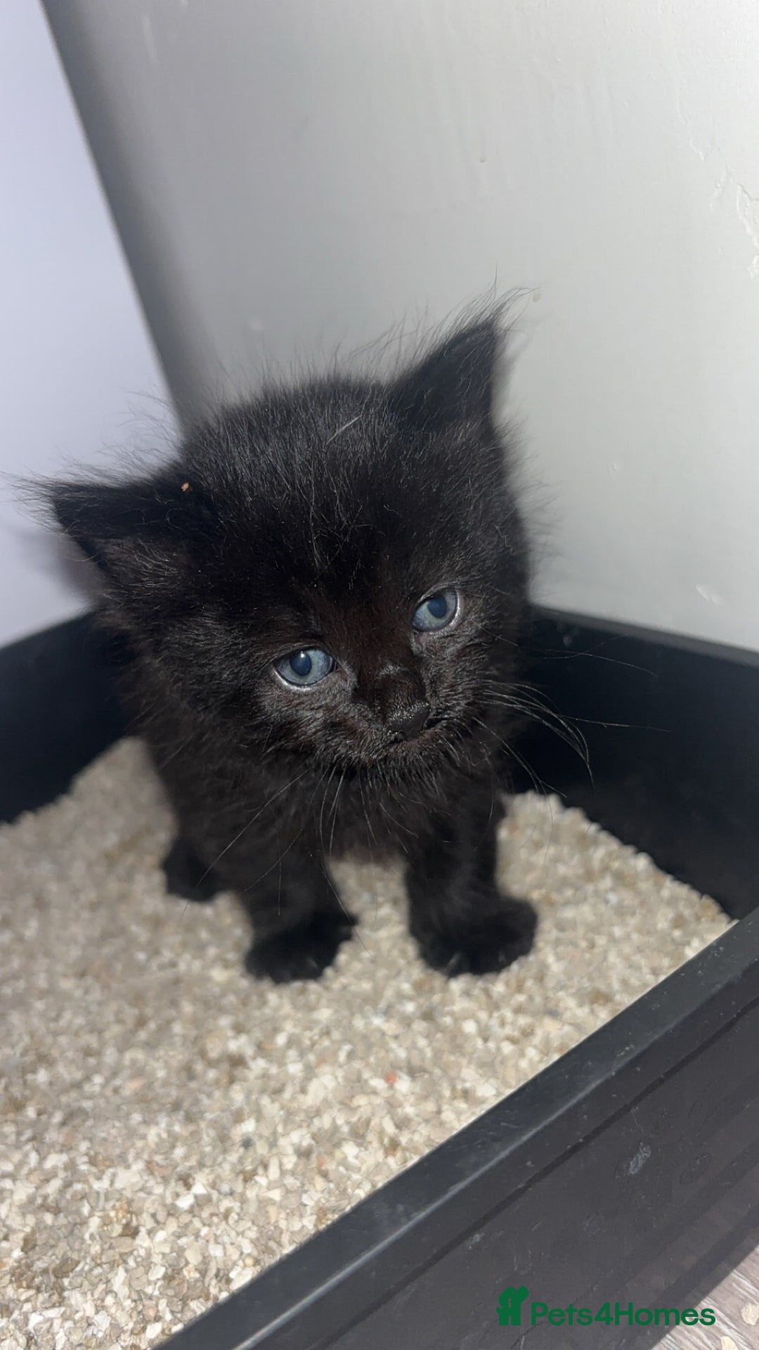 Domestic Shorthair cats for sale: Gorgeous mixed kittens  - Image 4