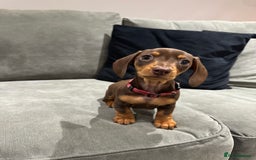 Miniature Dachshund dogs for sale: Chocolate & Tan Miniature Dachshund Puppies - Advert 13