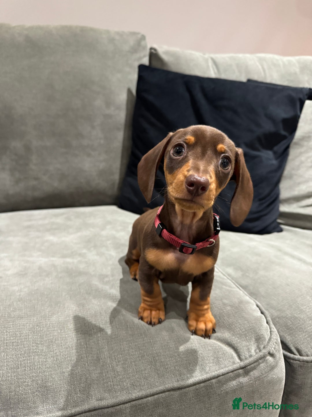 Miniature Dachshund dogs for sale: Chocolate & Tan Miniature Dachshund Puppies - Advert 13