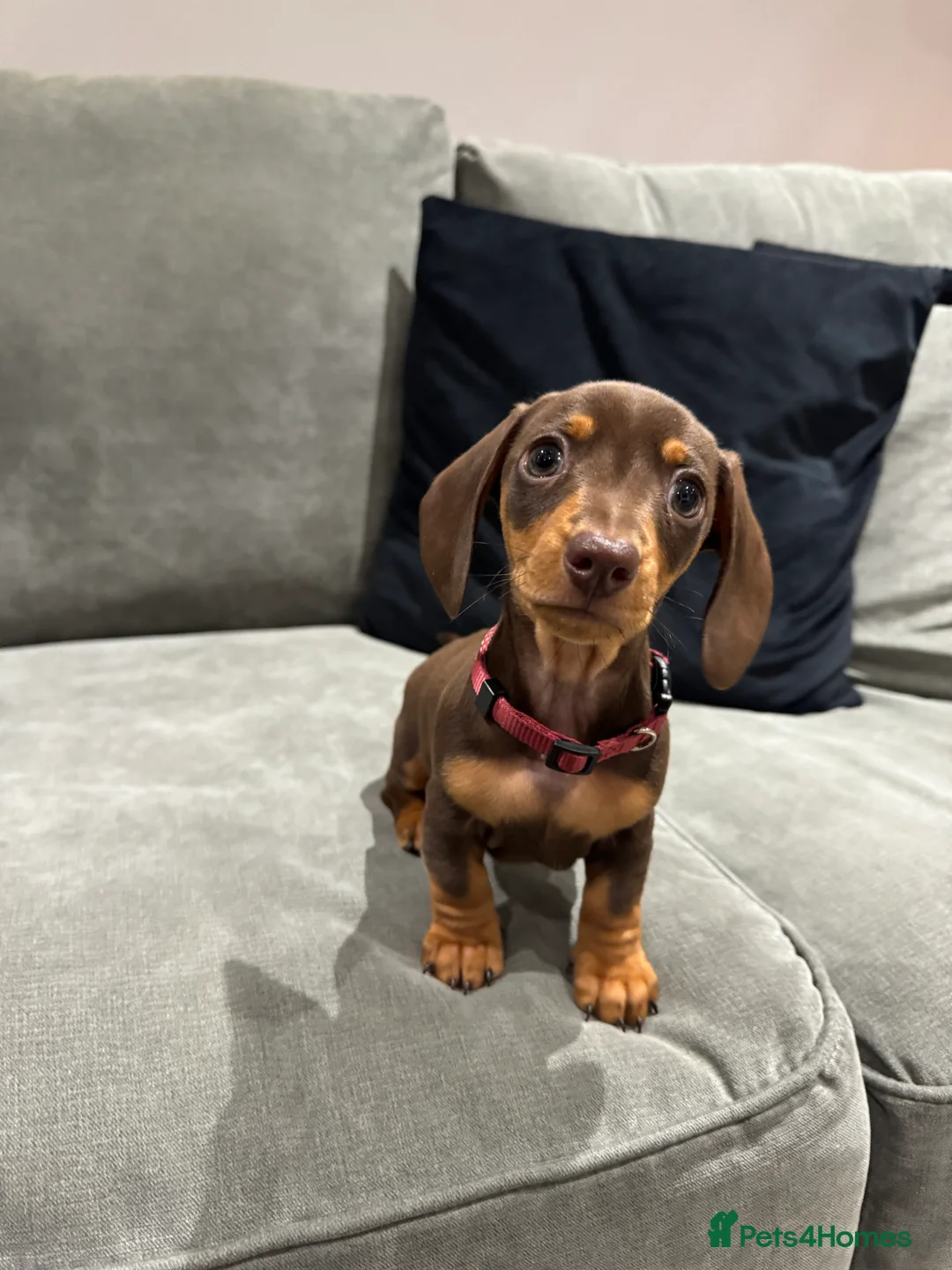 Miniature Dachshund dogs for sale: Chocolate & Tan KC Miniature Dachshund Puppies - Advert 29
