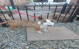 Miniature Bull terrier dogs for sale: Miniature bull terrier girl - Image 1
