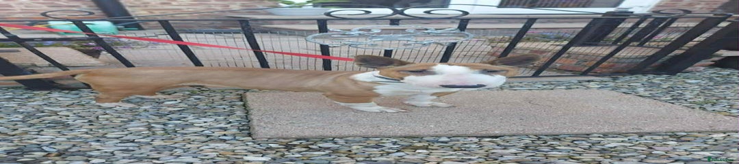 Miniature Bull terrier Puppy 1