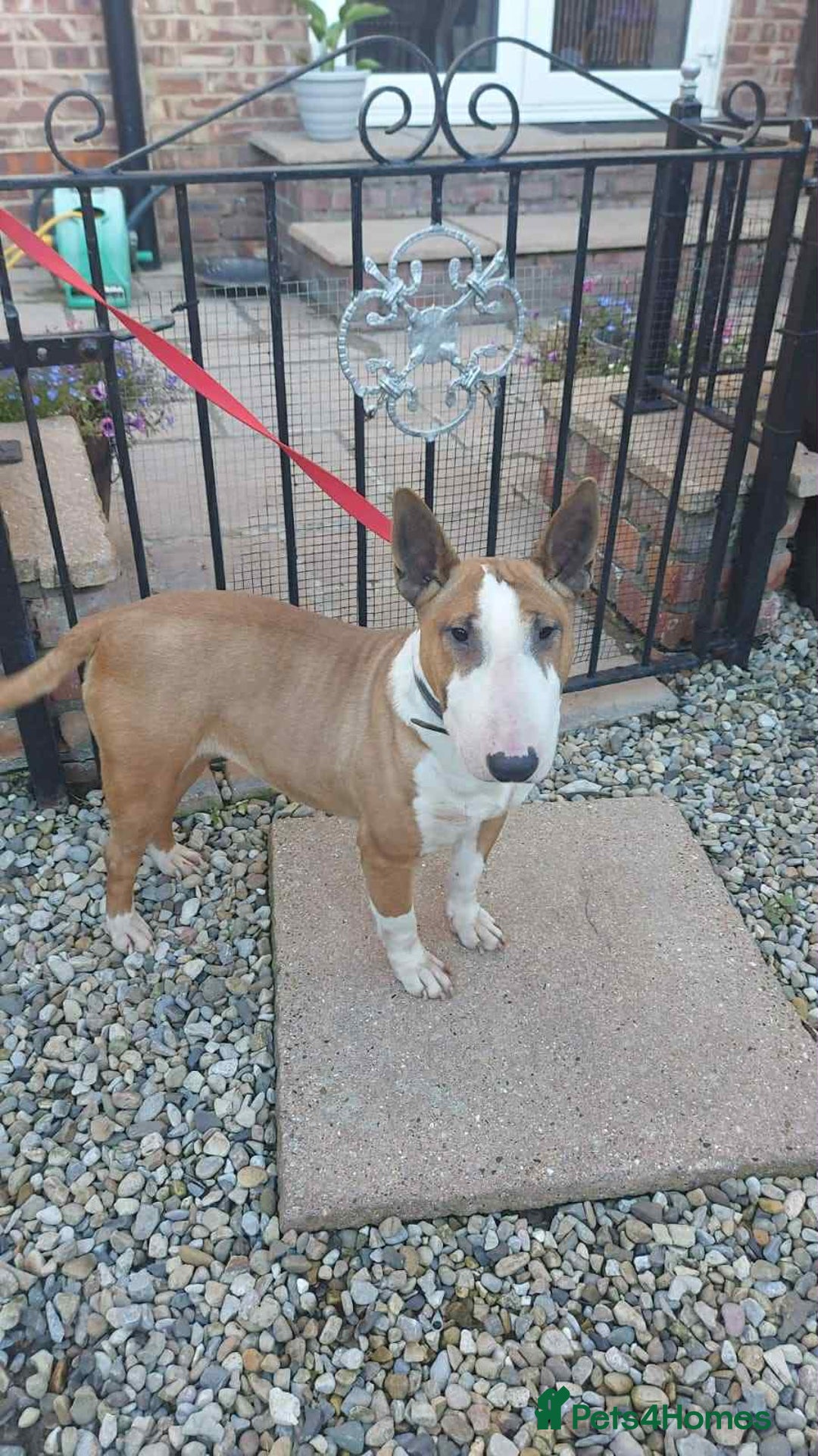 Miniature Bull terrier dogs for sale: Miniature bull terrier girl - Image 1