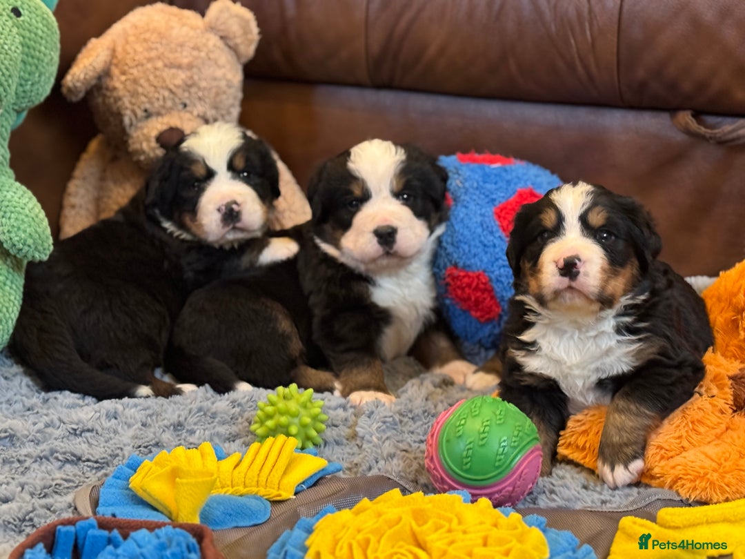 Bernese Mountain Dog dogs for sale: Beautiful KC Litter  - Advert 12