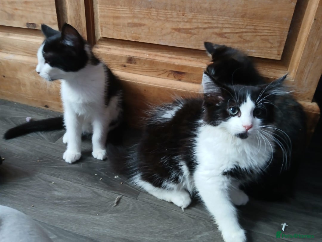 Maine Coon cats for sale:  Vet check. Full Vaccinated. Microchiped kittens in Sudbury - Image 28