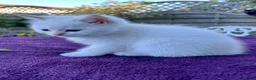 British Shorthair cats for sale: Golden, Golden Colourpoint & Silver Tipped - Advert 8