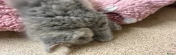 Scottish Fold cats for sale: Scottish fold kittens ready for reservation - Advert 17