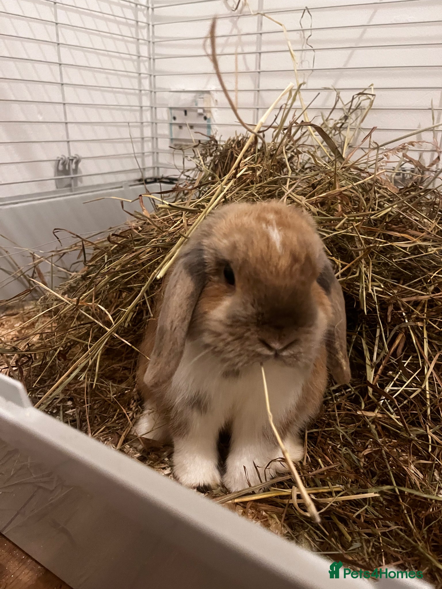 Mini Lop rabbits 5 ⭐️ homes wanted - Advert 1