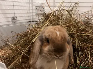 Mini Lop rabbits 5 ⭐️ homes wanted - Advert 1