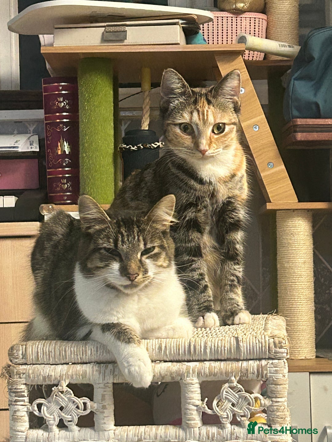 Mixed Breed cats for sale: Two females soCute 🥰  - Advert 7