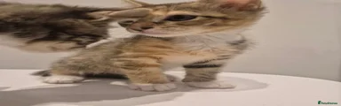 Tabby ginger