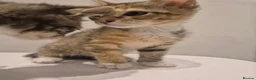 Mixed Breed cats for sale: Tabby ginger, tabby white, half british shorthair - Advert 3