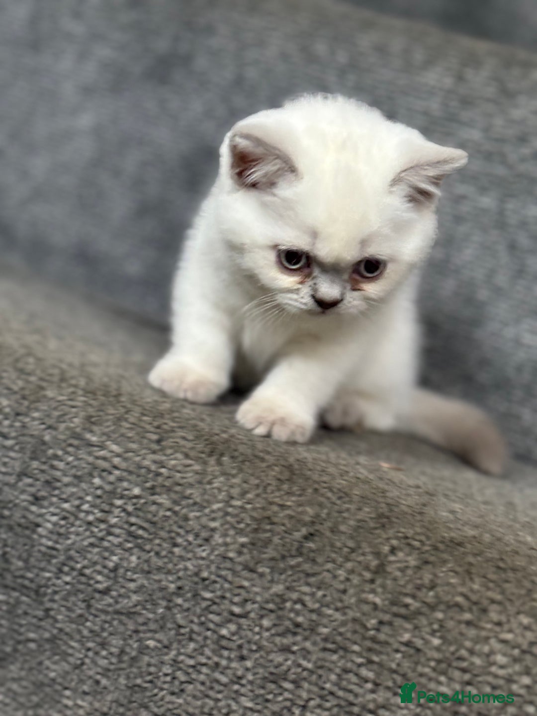 British Shorthair cats for sale: British short hair  - Image 13