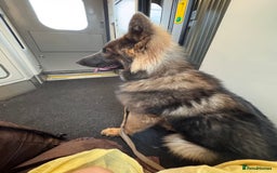 German Shepherd dogs for sale: German Shepherd 1 year old male - Image 8