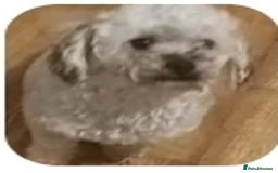 Shihpoo dogs for sale: Loving Shihpoo pup called muffin - Image 2