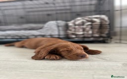 Cocker Spaniel dogs for sale: Poppy the cockerspaniel    - Image 4