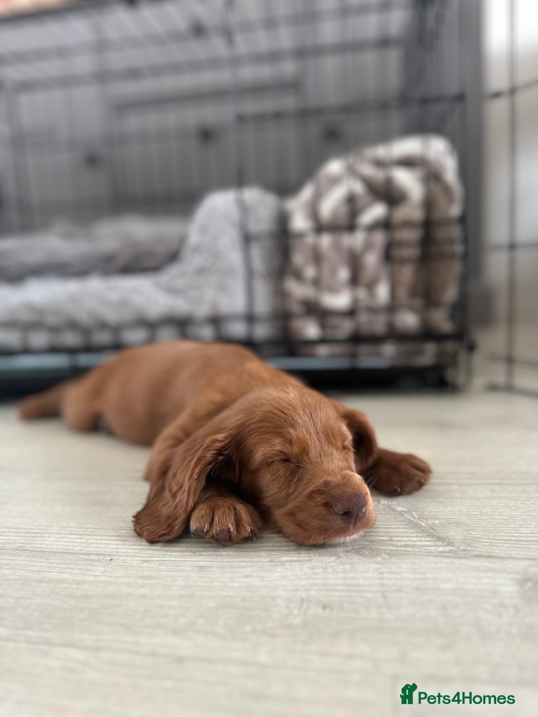 Cocker Spaniel dogs for sale: Poppy the cockerspaniel    - Image 4