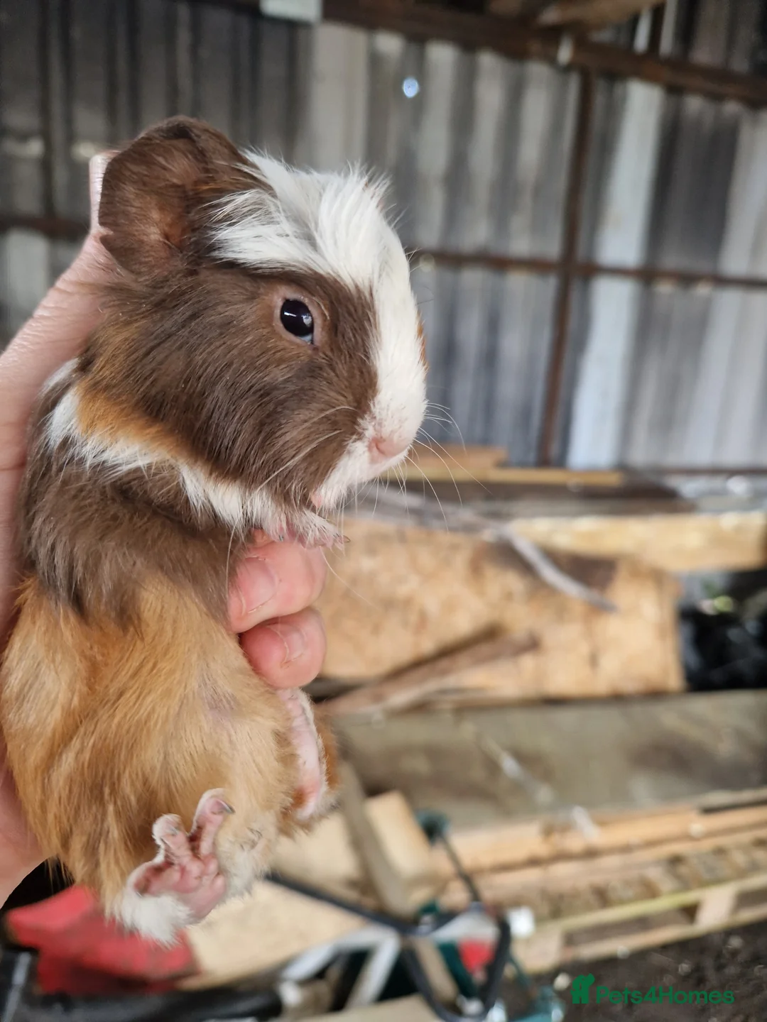 Guinea Pig rodents for sale: Baby Guinea Pigs - Advert 1