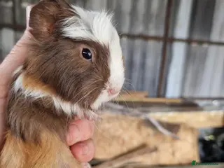 Guinea Pig rodents Baby Guinea Pigs - Advert 3