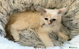 Ragdoll cats for sale: 4 Gorgeous Pure-Bred Ragdolls - Image 2