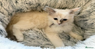 Ragdoll cats - Advert 1