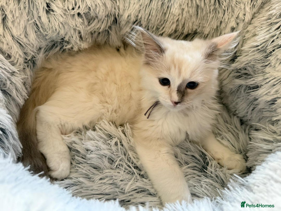 Ragdoll cats for sale: 4 Gorgeous Pure-Bred Ragdolls - Image 2
