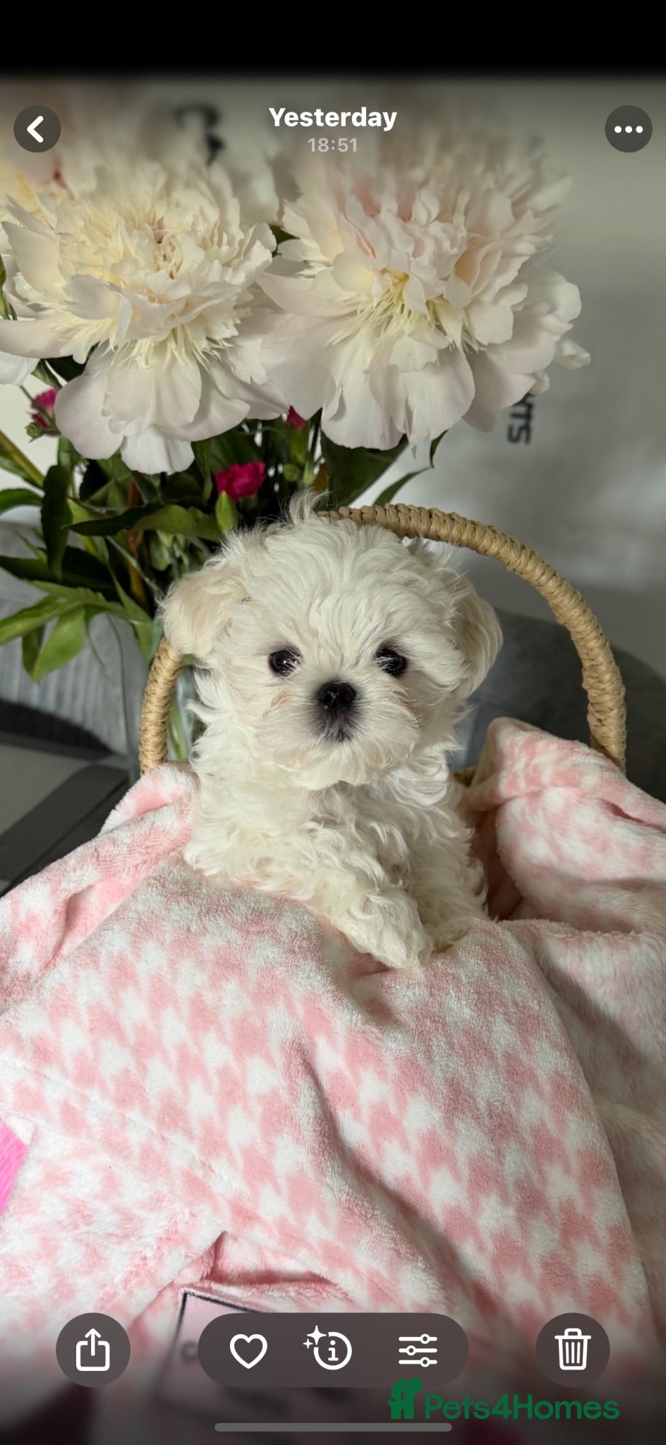 Maltese dogs Tiny KC Korean Maltese Puppies🩷🩵 - Advert 4