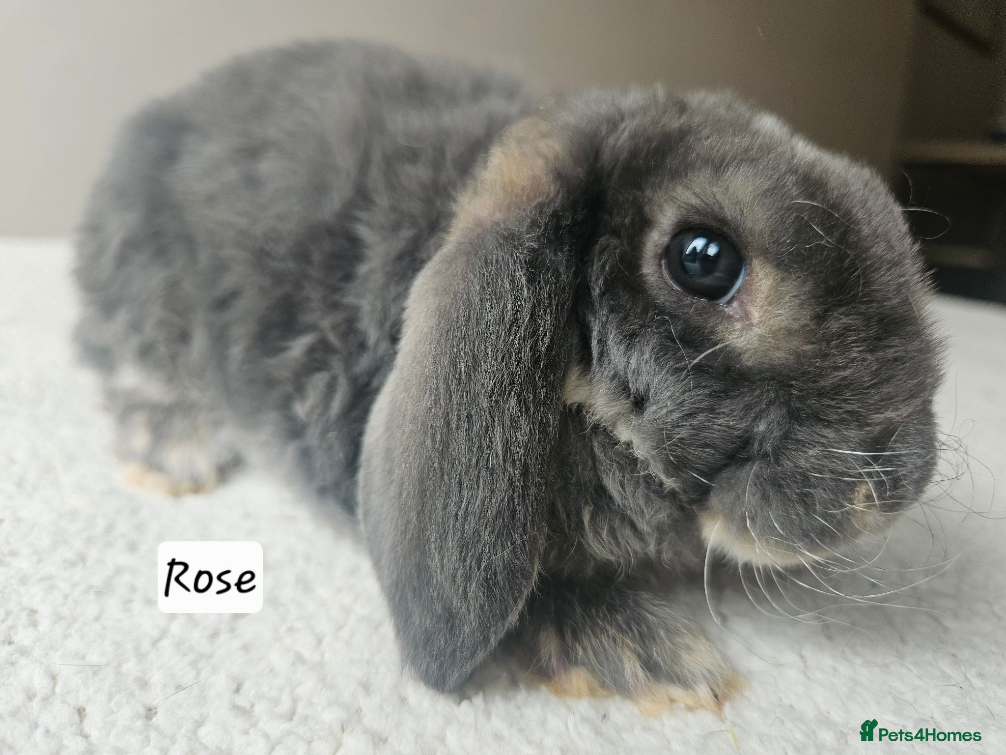Mini Lop rabbits Purebred Mini Plush Lops Blues & Orange  - Advert 2