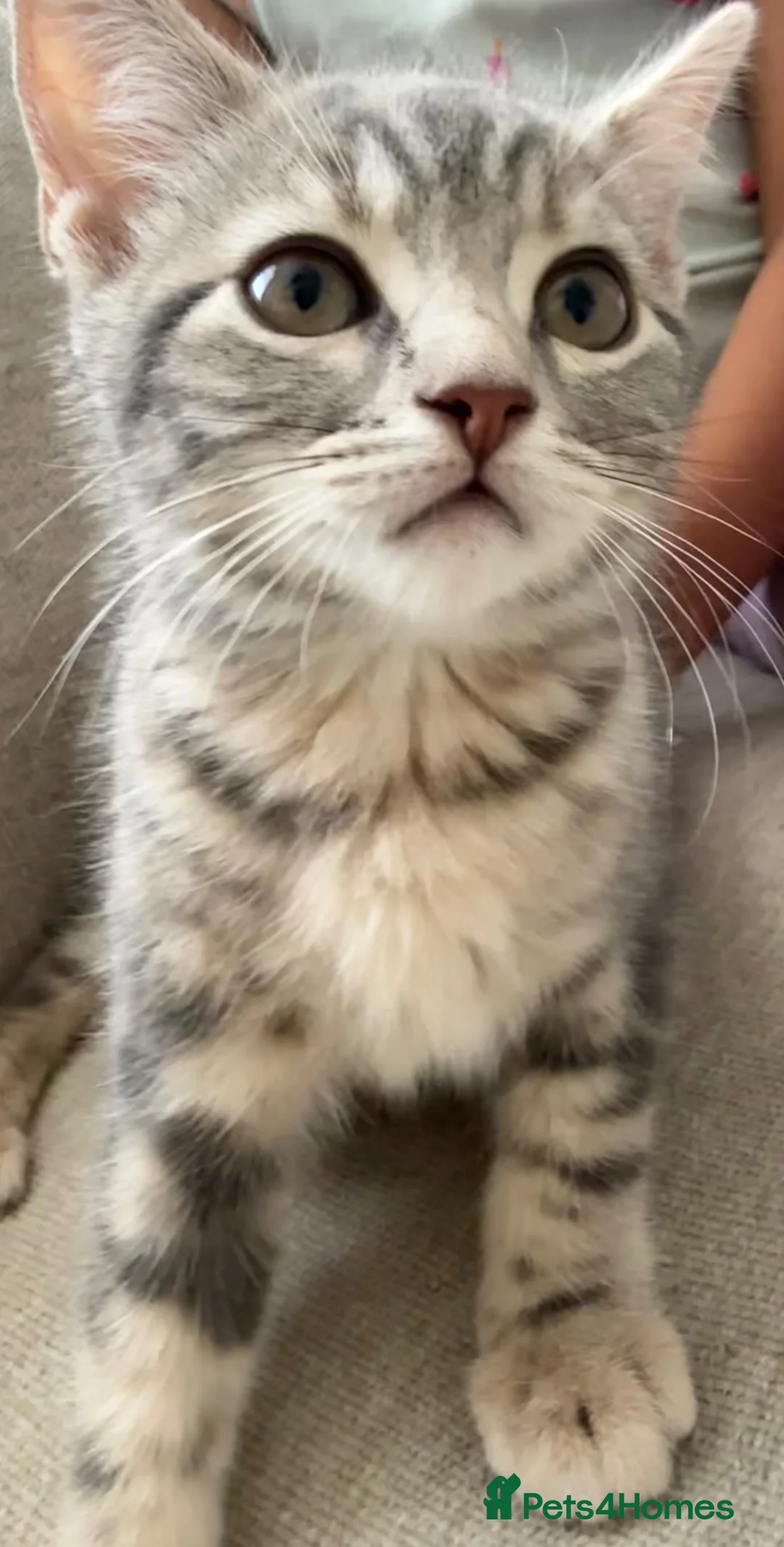 British Shorthair cats for sale: Lambo, special point British shorthair  - Advert 2