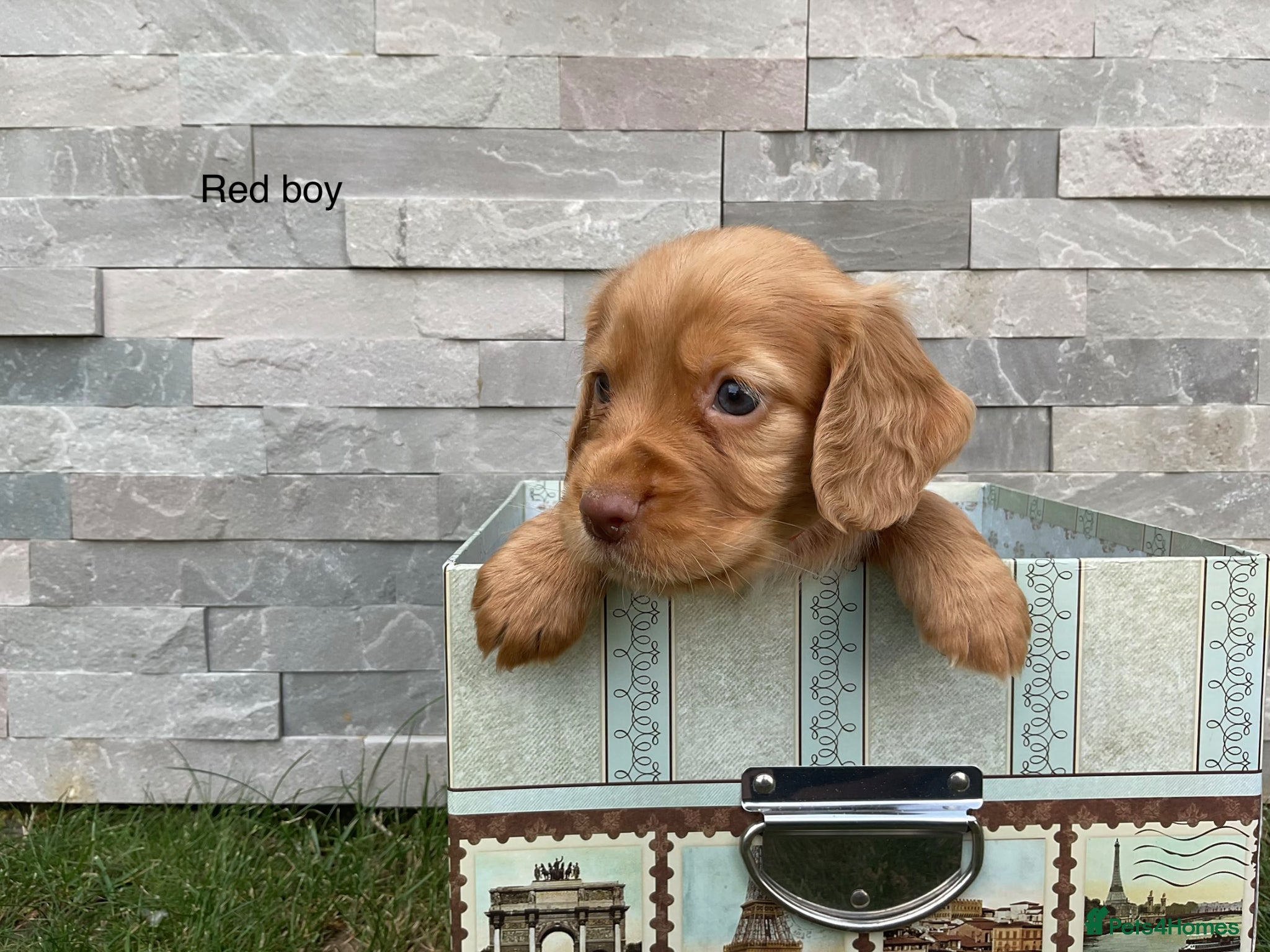 Cocker Spaniel dogs Hereditary clear working cocker spaniels - Advert 1