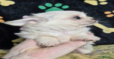 Chihuahua dogs - Advert 4