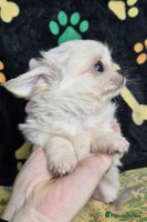 Chihuahua dogs - Advert 4