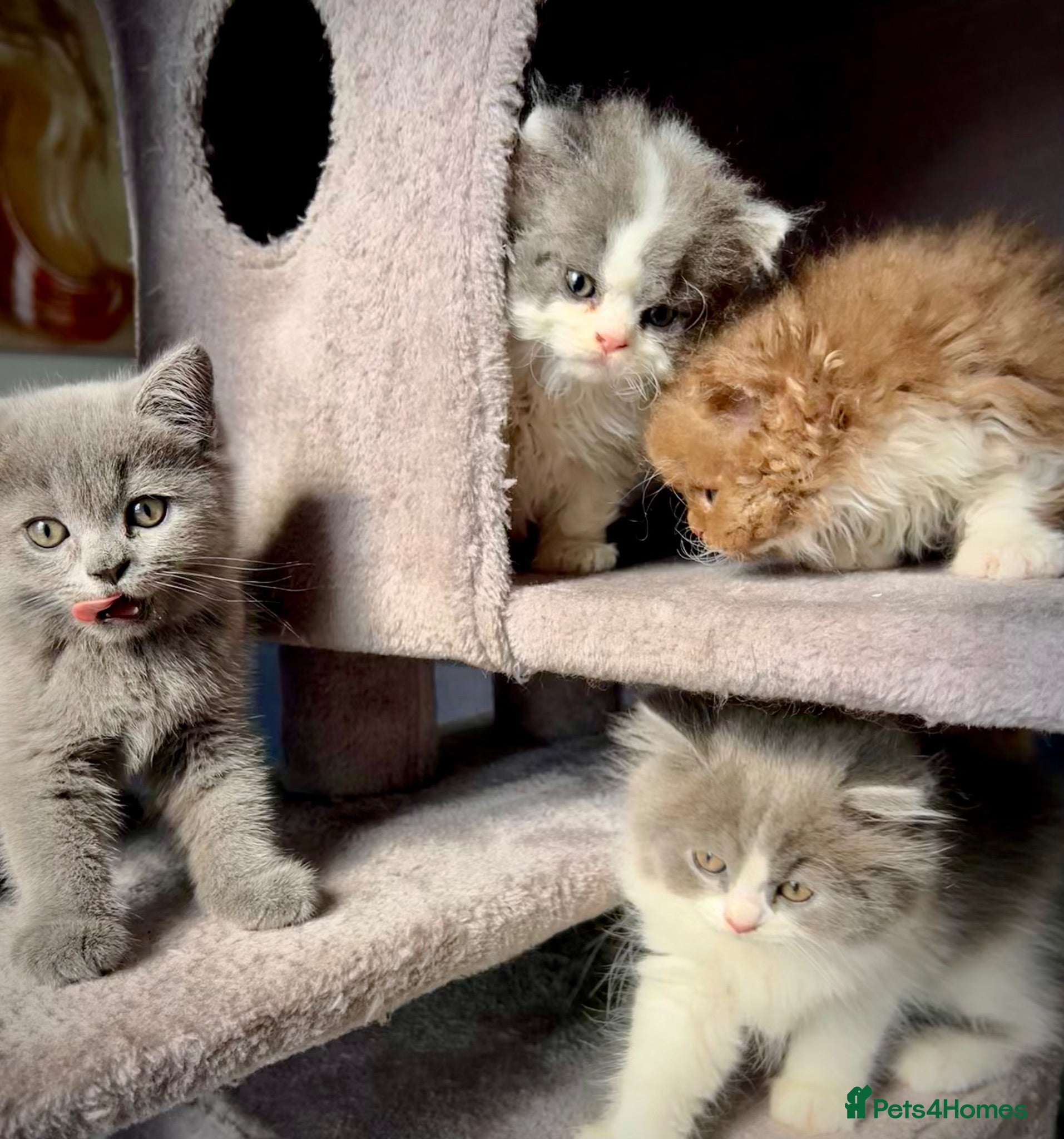 Selkirk Rex cats Gorgeous Selkirk rex kittens 😻 - Advert 1
