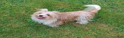 Yorkshire Terrier dogs for sale: Rare Biewer Yorkie puppies\Pedigree  - Advert 26