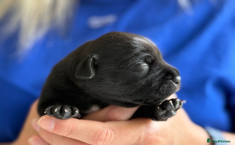 Staffordshire Bull Terrier dogs - Advert 14