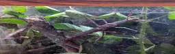 Stick Insects invertebrates for sale: 🐜 Meet our stick insects! 🌿 - Advert 3