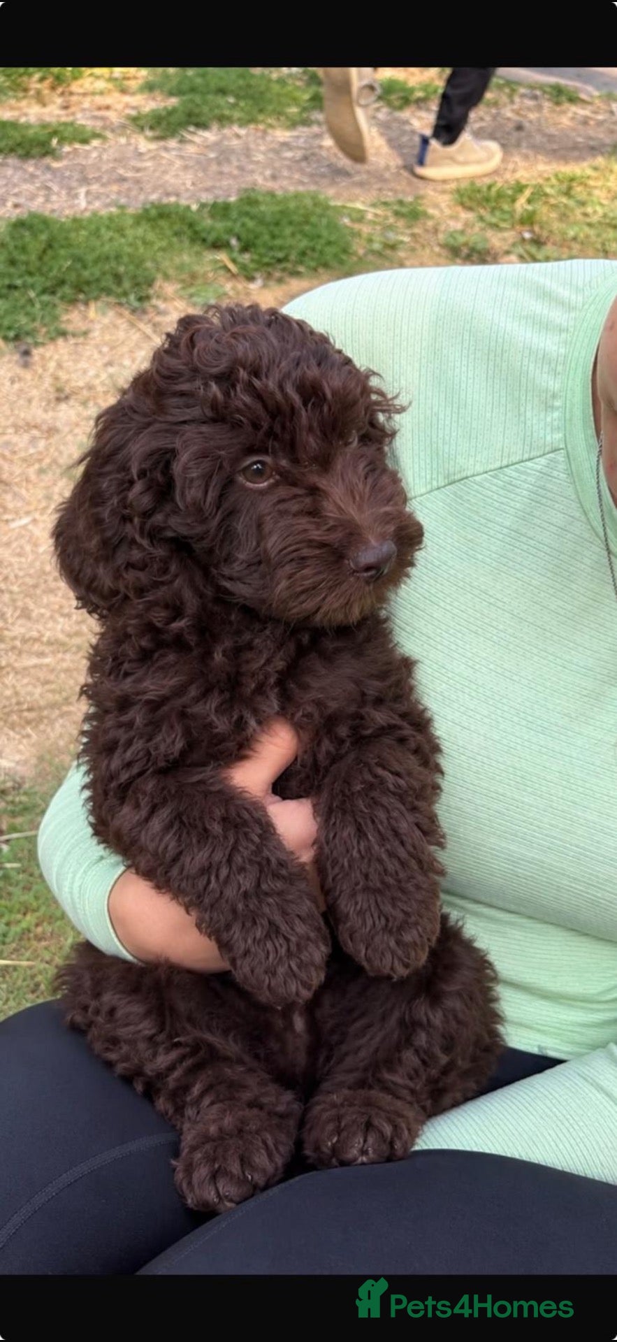 Cockapoo dogs LAST REDUCED Gorgeous Chocolate cockapoo Puppy - Advert 17