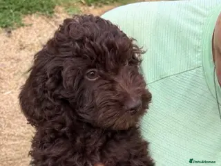 Cockapoo dogs LAST REDUCED Gorgeous Chocolate cockapoo Puppy - Advert 17