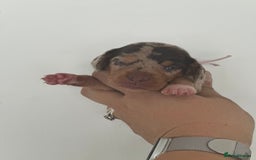 Miniature Dachshund dogs for sale: Smooth haired Miniature Dachshund - Image 17