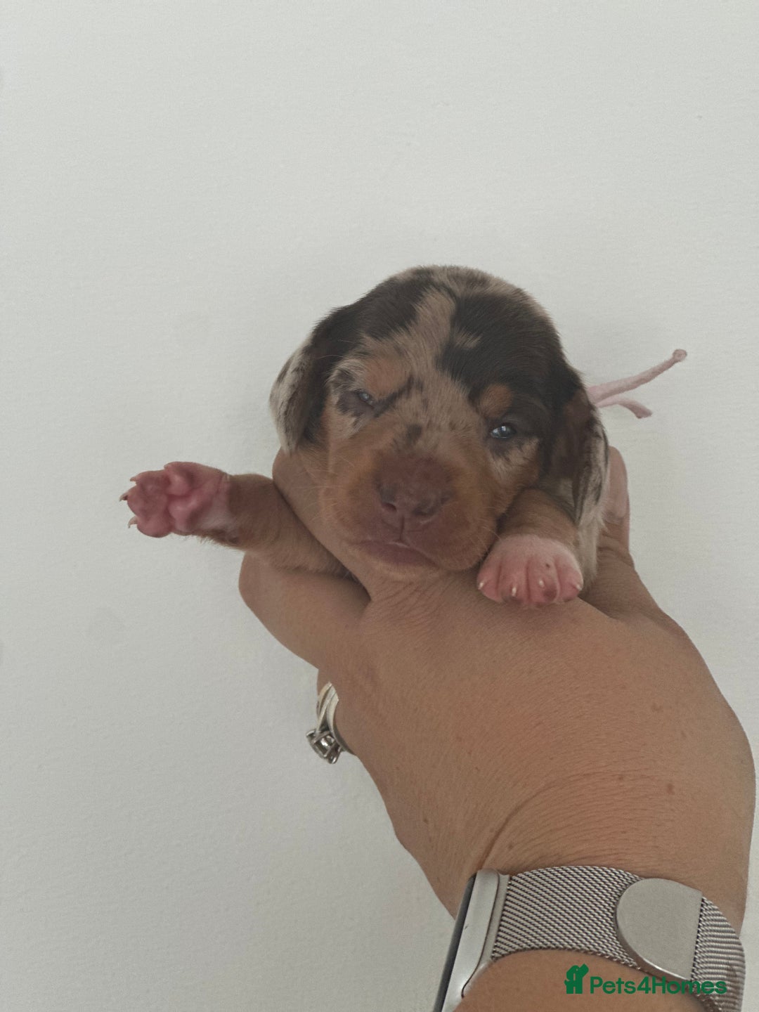 Miniature Dachshund dogs for sale: Smooth haired Miniature Dachshund - Image 17