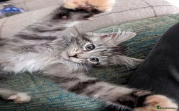 Maine Coon cats for sale: One Maine Coon silver tabby boy left. Ready now!  - Image 3