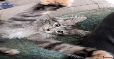 Maine Coon cats - Advert 13