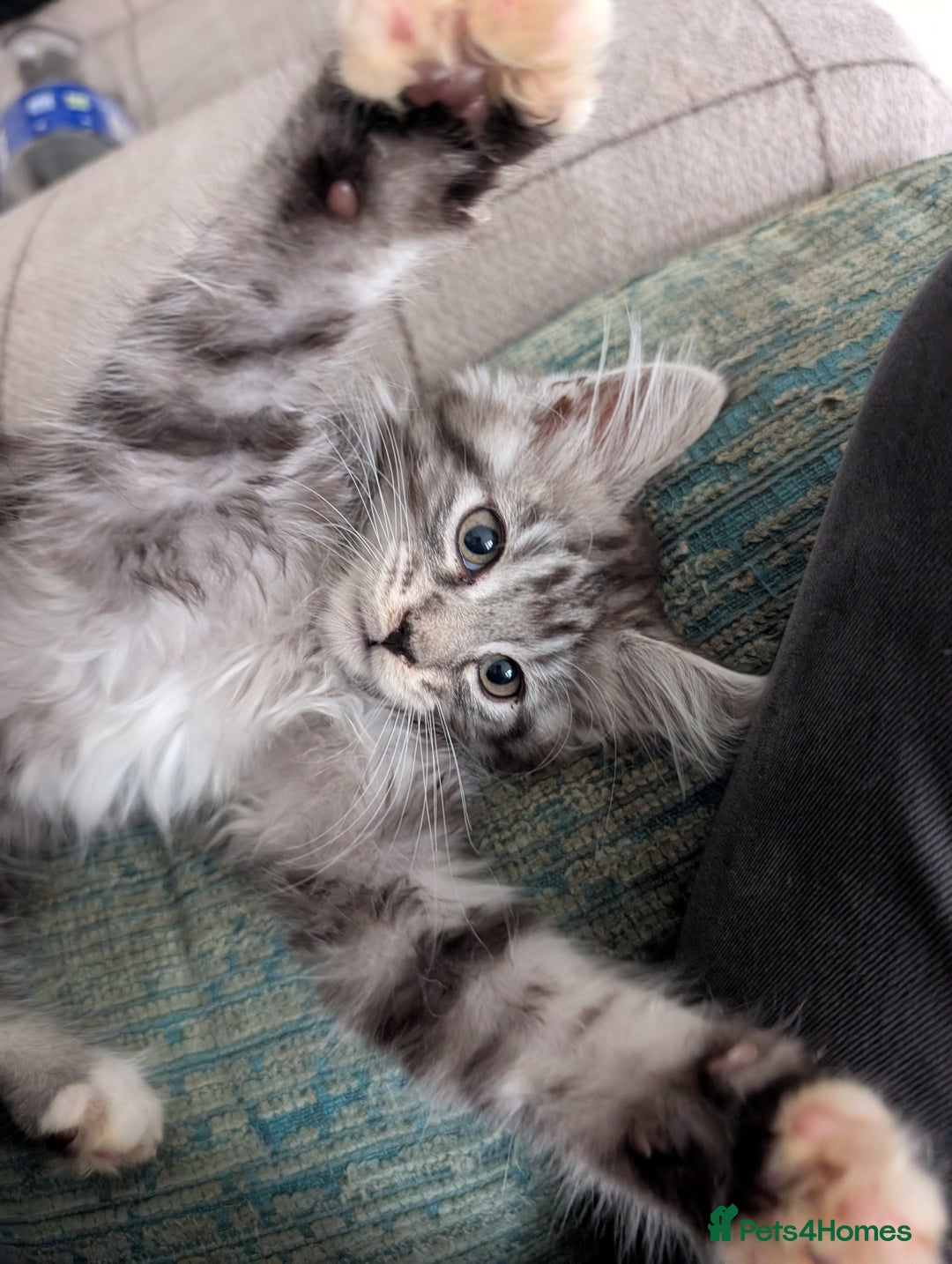 Maine Coon cats for sale: One Maine Coon silver tabby boy left. Ready now!  - Image 3