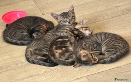 Domestic Shorthair cats for sale: Kittens - Image 14