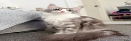 Maine Coon cats for sale: 3 stunning TICA Boys - Advert 14