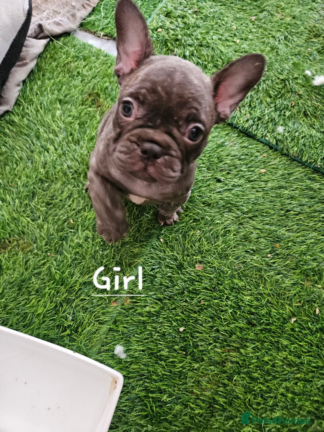 French Bulldog dogs for sale: Absolutely stunning chunky frenchbulldog puppies  - Image 4